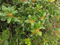 Lithraea brasiliensis