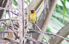 Ploceus brachypterus