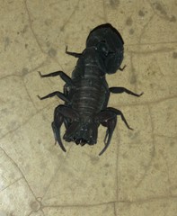 Tityus pachyurus