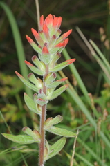 Castilleja arvensis pastorei