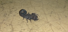 Tityus pachyurus