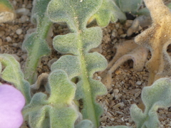 Matthiola tricuspidata