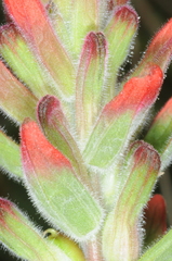 Castilleja arvensis pastorei