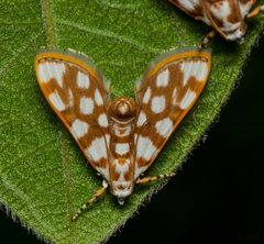 Obtusipalpis pardalis