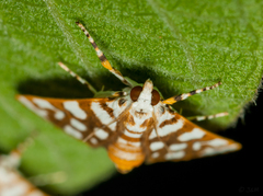 Obtusipalpis pardalis