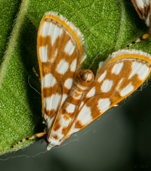 Obtusipalpis pardalis