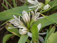 Allium chamaemoly