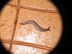 Meghimatium pictum
