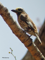 Stactolaema whytii