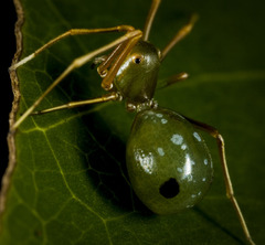 Amyciaea albomaculata
