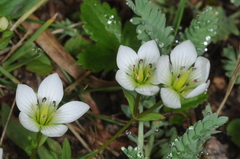Gentianella multicaulis