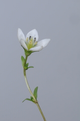 Gentianella multicaulis