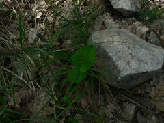 Aristolochia rotunda