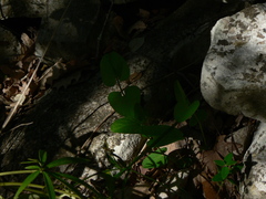 Aristolochia rotunda
