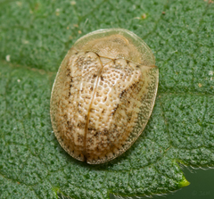 Cassida granulicollis