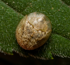 Cassida granulicollis