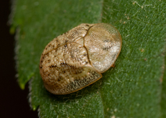 Cassida granulicollis