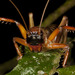 Bulldog Raspy Crickets - Photo (c) Daintree Rainforest, some rights reserved (CC BY-NC-ND), uploaded by Daintree Rainforest