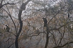 Semnopithecus entellus