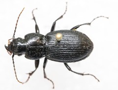Pterostichus coracinus