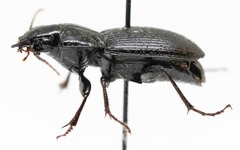 Pterostichus coracinus