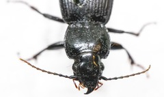 Pterostichus coracinus