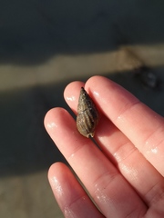 Tritia reticulata