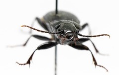 Pterostichus coracinus