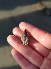 Tritia reticulata