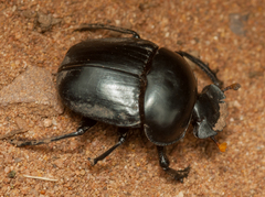 Scarabaeus rusticus