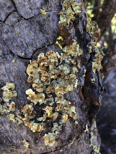 iNaturalist observation photo of Mountain Candlewax Lichen
