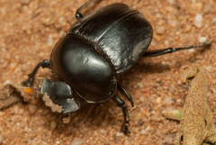 Scarabaeus rusticus