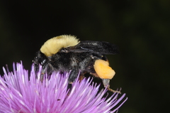 Bombus bellicosus