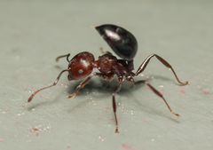 Crematogaster castanea rufonigra