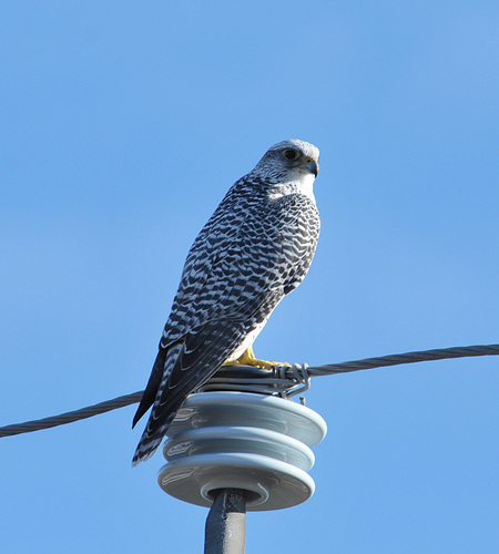 Halcón gerifalte (Falco rusticolus)