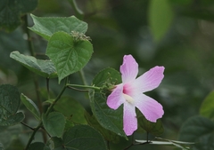 Hibiscus costatus