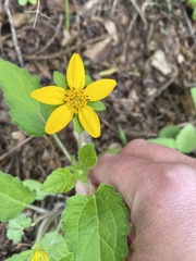 Chrysogonum