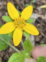 Chrysogonum