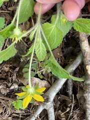 Chrysogonum