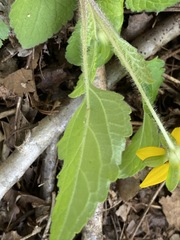 Chrysogonum