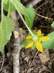 Chrysogonum