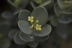 Wikstroemia uva-ursi