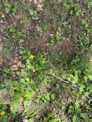 Chrysogonum