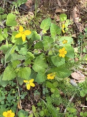 Chrysogonum