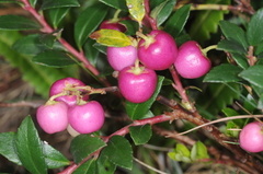 Gaultheria poeppigii