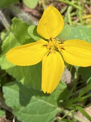 Chrysogonum