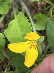 Chrysogonum