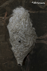 Parachartergus apicalis