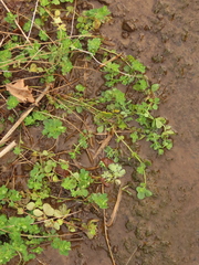 Lotus uliginosus