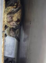 Myotis mystacinus